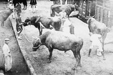 Sacred oxen for funeral, Emperor Japan, 1912. Creator: Bain News Service