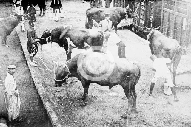 Sacred oxen for funeral, Emperor Japan, 1912. Creator: Bain News Service.