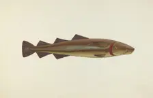 Sacred Cod, 1940. Creator: John W Kelleher