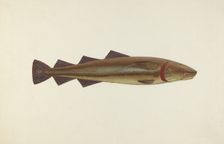 Sacred Cod, 1940. Creator: John W Kelleher