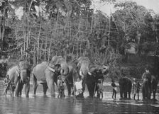 Sacred Elephants Bathing in the Mahaweli Ganga at Katugastota c1890, (1910). Artist: Alfred William Amandus Plate