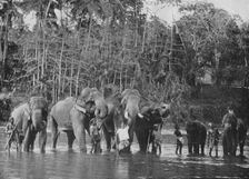 Sacred Elephants Bathing in the Mahaweli Ganga at Katugastota c1890, (1910). Artist: Alfred William Amandus Plate