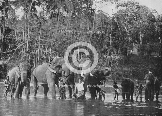 'Sacred Elephants Bathing in the Mahaweli Ganga at Katugastota', c1890, (1910). Artist: Alfred William Amandus Plate.
