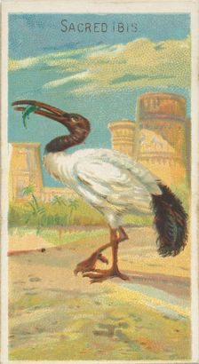Sacred Ibis, from the Birds of the Tropics series (N5) for Allen & Ginter Cigarettes Brands, 1889. Creator: Allen & Ginter