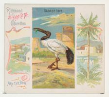 Sacred Ibis, from Birds of the Tropics series (N38) for Allen & Ginter Cigarettes, 1889. Creator: Allen & Ginter
