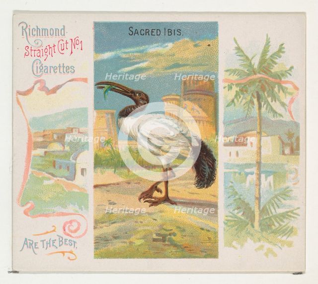Sacred Ibis, from Birds of the Tropics series (N38) for Allen & Ginter Cigarettes, 1889. Creator: Allen & Ginter.