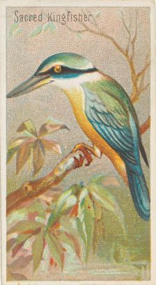 Sacred Kingfisher, from the Birds of the Tropics series (N5) for Allen & Ginter Cigarettes..., 1889. Creator: Allen & Ginter