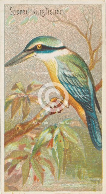 Sacred Kingfisher, from the Birds of the Tropics series (N5) for Allen & Ginter Cigarettes..., 1889. Creator: Allen & Ginter.