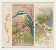 Sacred Kingfisher, from Birds of the Tropics series (N38) for Allen & Ginter Cigarettes, 1889. Creator: Allen & Ginter