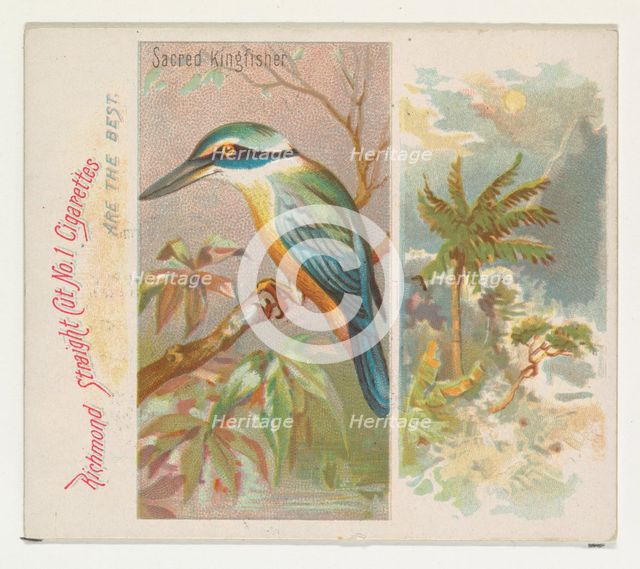 Sacred Kingfisher, from Birds of the Tropics series (N38) for Allen & Ginter Cigarettes, 1889. Creator: Allen & Ginter.