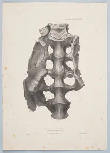 Sacrum of the Iguanodon, 1849. Creator: Joseph Dinkel
