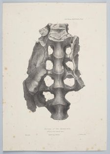 Sacrum of the Iguanodon, 1849. Creator: Joseph Dinkel