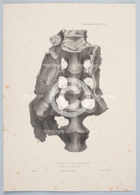 Sacrum of the Iguanodon, 1849. Creator: Joseph Dinkel.