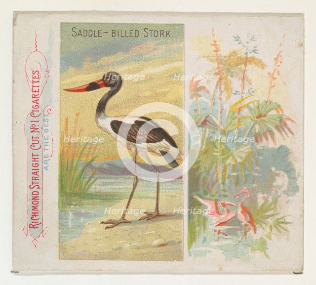 Saddle-Billed Stork, from Birds of the Tropics series (N38) for Allen & Ginter Cigarettes,..., 1889. Creator: Allen & Ginter.
