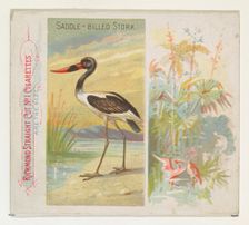 Saddle-Billed Stork, from Birds of the Tropics series (N38) for Allen & Ginter Cigarettes,..., 1889. Creator: Allen & Ginter