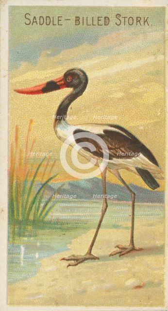 Saddle-Billed Stork, from the Birds of the Tropics series (N5) for Allen & Ginter Cigarett..., 1889. Creator: Allen & Ginter.