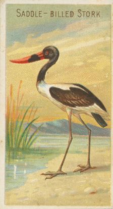 Saddle-Billed Stork, from the Birds of the Tropics series (N5) for Allen & Ginter Cigarett..., 1889. Creator: Allen & Ginter