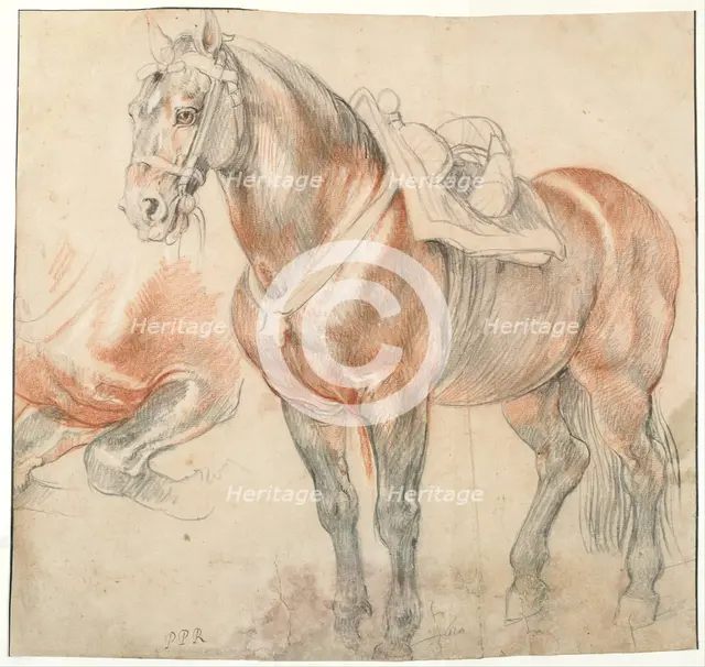 Saddled Horse, c. 1616-1618. Artist: Rubens, Pieter Paul (1577-1640)