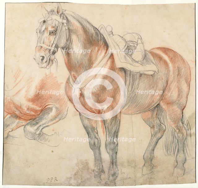 Saddled Horse, c. 1616-1618. Artist: Rubens, Pieter Paul (1577-1640)