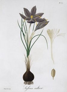 Saffron Crocus, 1821. Artist: LFJ Hoquart