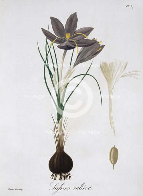 Saffron Crocus, 1821.  Artist: LFJ Hoquart