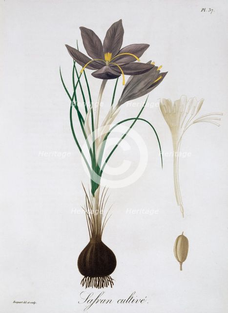 Saffron Crocus, 1821.  Creator: LFJ Hoquart.