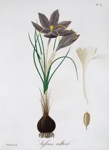 Saffron Crocus, 1821. Creator: LFJ Hoquart