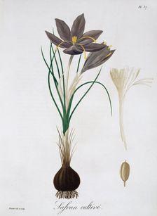 Saffron Crocus, 1821. Creator: LFJ Hoquart