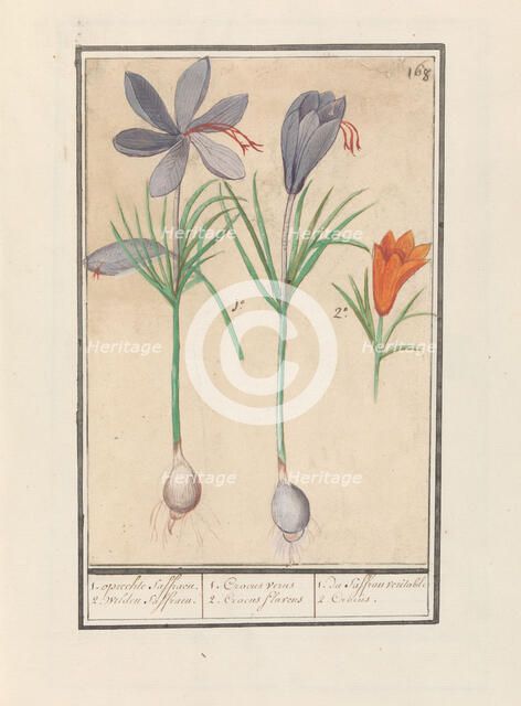 Saffron crocus (Crocus sativus), 1596-1610. Creators: Anselmus de Boodt, Elias Verhulst.