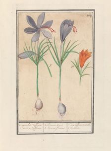 Saffron crocus (Crocus sativus), 1596-1610. Creators: Anselmus de Boodt, Elias Verhulst