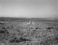 Sage bush, hay field, farmstead, cattle in pasture, Nyssa Heights, Malheur County, Oregon, 1939. Creator: Dorothea Lange