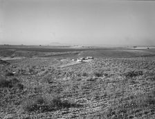 Sage bush, hay field, farmstead, cattle in pasture, Nyssa Heights, Malheur County, Oregon, 1939. Creator: Dorothea Lange