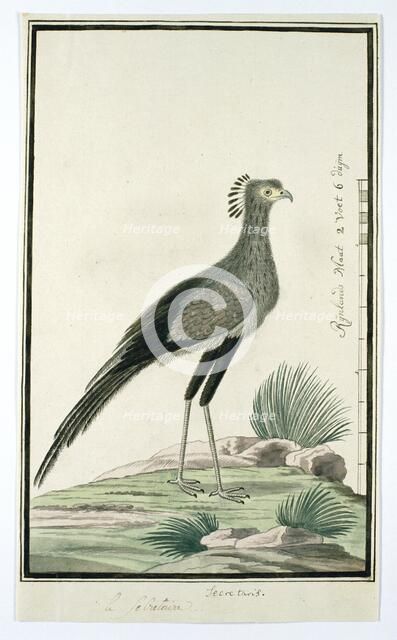 Sagittarius serpentarius (Secretary bird), 1777-1786. Creator: Robert Jacob Gordon.