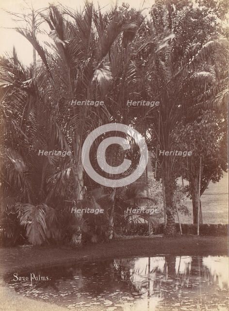 Sago Palms, 1860s-70s. Creator: Unknown.