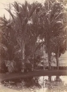 Sago Palms, 1860s-70s. Creator: Unknown