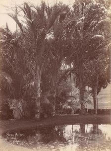 Sago Palms, 1860s-70s. Creator: Unknown