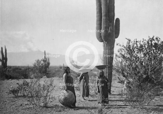 Saguaro fruit gatherers-Maricopa, c1907. Creator: Edward Sheriff Curtis.
