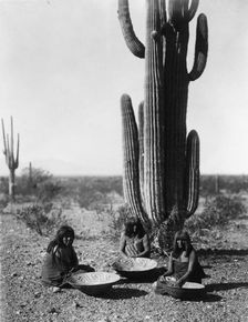 Saguaro gatherers, c1907. Creator: Edward Sheriff Curtis