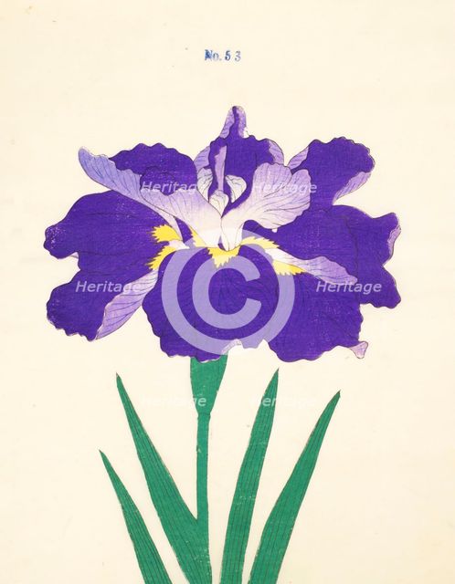 Saiwoga-Uma, No. 53, 1890, (colour woodblock print)
