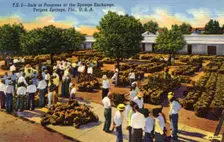 Sale in progress at the sponge exchange, Tarpon Springs, Florida, USA, 1940