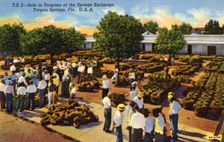 Sale in progress at the sponge exchange, Tarpon Springs, Florida, USA, 1940