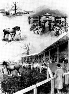 Sale of shire horses at the Prince of Wales's Stud-Farm, Wolferton, 1898. Creator: Unknown
