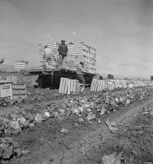 Salinas lettuce fields, California, 1936. Creator: Dorothea Lange