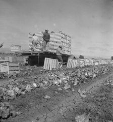 Salinas lettuce fields, California, 1936. Creator: Dorothea Lange