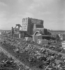 Salinas lettuce fields, California, 1936. Creator: Dorothea Lange