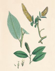 Salix pentandra. Bay-leaved Willow 19th Century