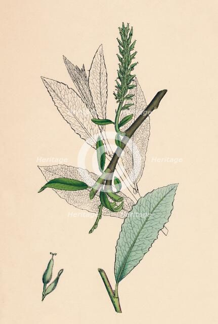 'Salix phylicifolia, var. radicans. Tea-leaved Sallow, var. a.', 19th Century. Artist: Unknown.