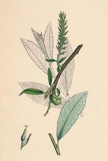 Salix phylicifolia, var. radicans. Tea-leaved Sallow, var. a. 19th Century