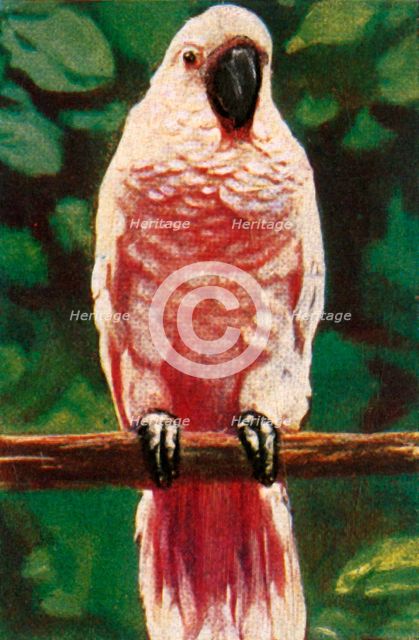 Salmon-crested cockatoo, c1928. Creator: Unknown.
