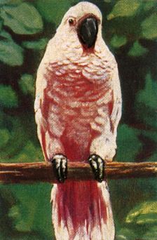 Salmon-crested cockatoo, c1928. Creator: Unknown